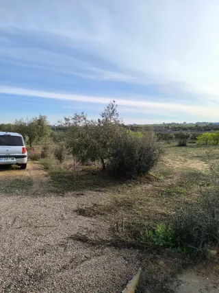 Vendo Finca rustica de uliveras 4000 metros cuadra