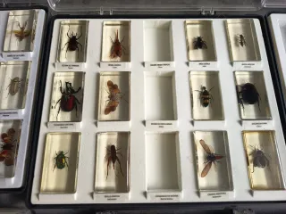 Colección insectos y bichos en resina incompleta