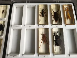 Colección insectos y bichos en resina incompleta