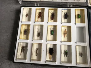 Colección insectos y bichos en resina incompleta
