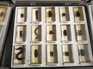 Colección insectos y bichos en resina incompleta