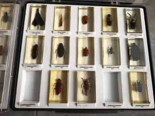 Colección insectos y bichos en resina incompleta