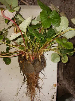 Últimas 120 Plantones de fresa a raíz desnuda