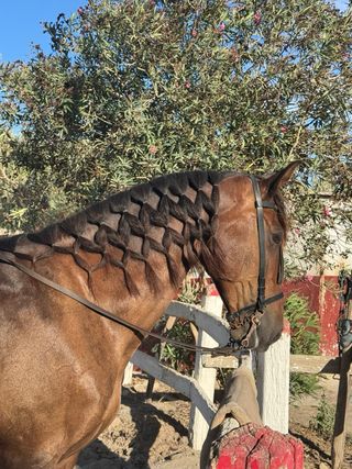 Cabezada vaquera completa