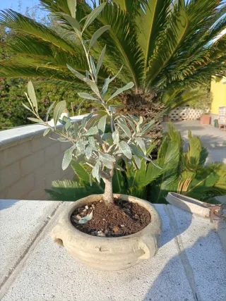 Bonsai Ulivo in Vaso Terracotta