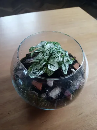 Terrario con planta Fittonia