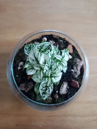 Terrario con planta Fittonia