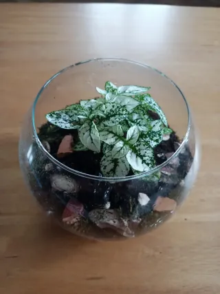 Terrario con planta Fittonia