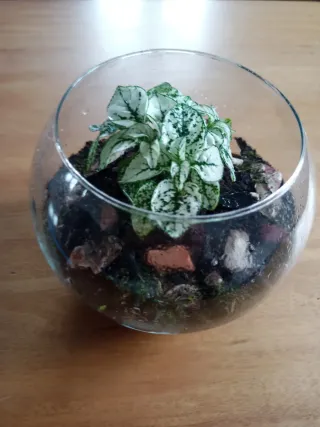 Terrario con planta Fittonia