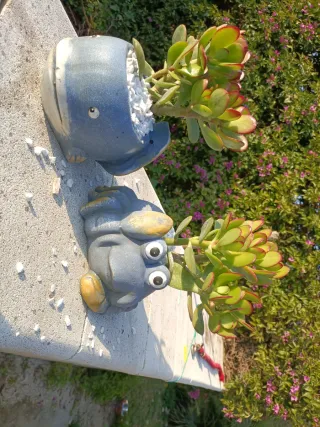 Coppia Piante Grasse Vaso Ceramica