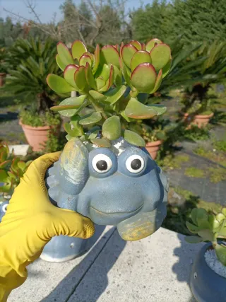 Coppia Piante Grasse Vaso Ceramica