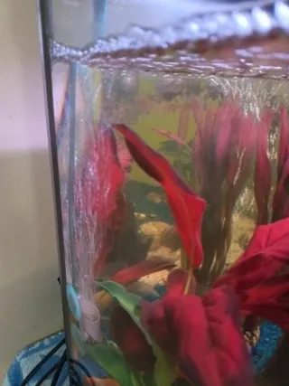 Acuario 100L con accesorios