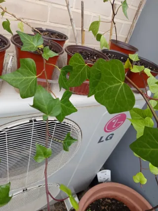 Plantas de Hiedra en Maceta