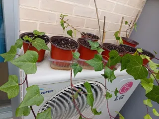 Plantas de Hiedra en Maceta