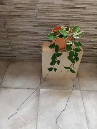 Hoya Krimson Queen Planta