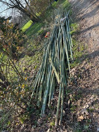 Canne di bambù