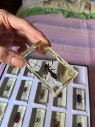 Teca 15 Insetti Resina