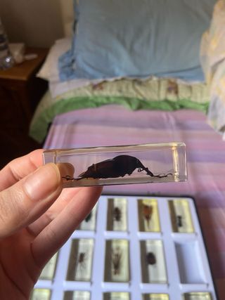 Teca 15 Insetti Resina