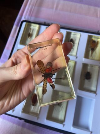 Teca 15 Insetti Resina