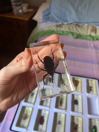 Teca 15 Insetti Resina