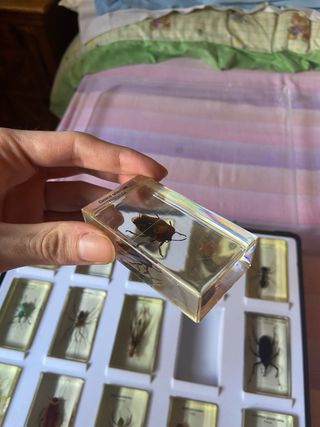 Teca 15 Insetti Resina