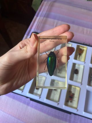 Teca 15 Insetti Resina