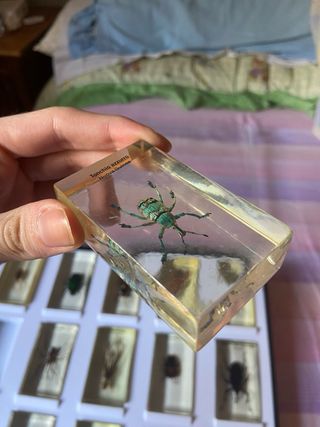 Teca 15 Insetti Resina