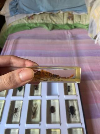 Teca 15 Insetti Resina