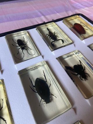 Teca con 15 insetti in resina