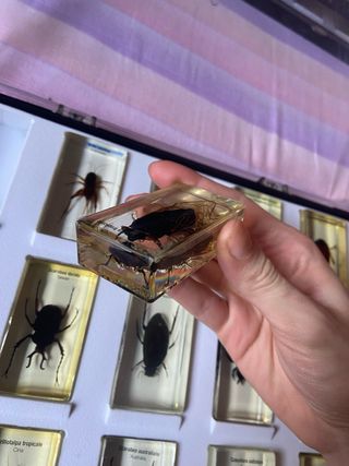 Teca con 15 insetti in resina