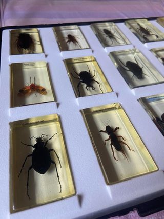 Teca con 15 insetti in resina