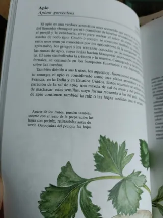 Plantas aromáticas y culinarias