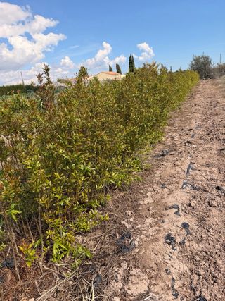 Planta de granado joven