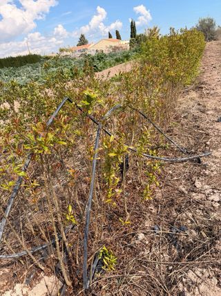 Planta de granado joven