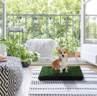 Inodoro para perros con césped artificial