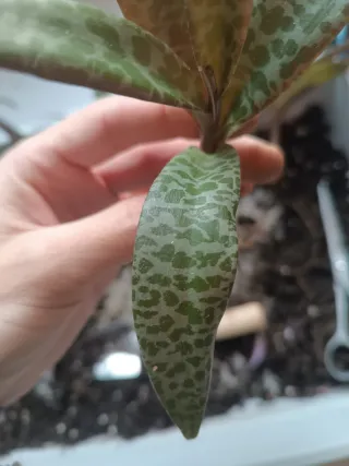 Planta suculenta Crassula ovata Gollum