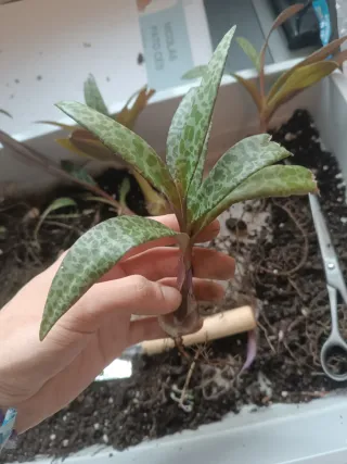 Planta suculenta Crassula ovata Gollum