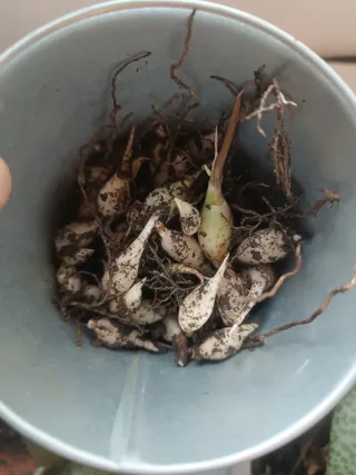 Planta suculenta Crassula ovata Gollum