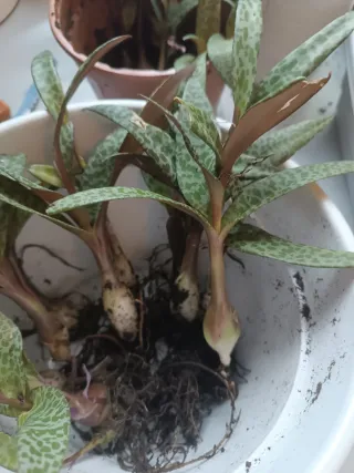 Planta suculenta Crassula ovata Gollum