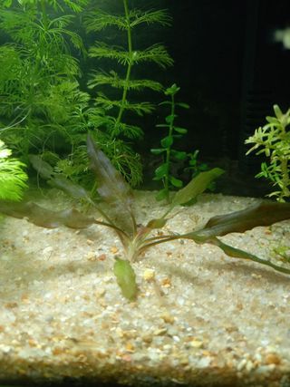 10 Plantas Acuario Naturales y Decoración