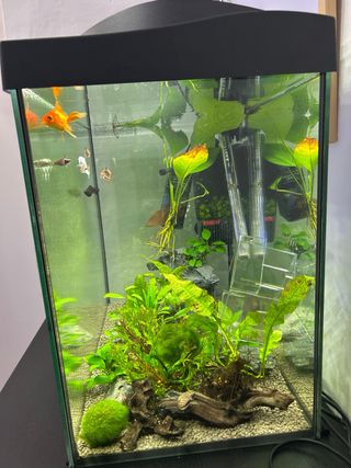 Pecera tetra 80L