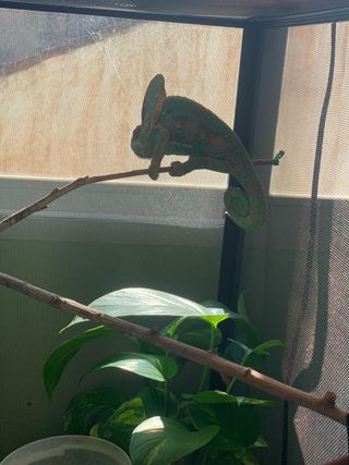 Terrario ReptiBreeze Zoo Med Negro