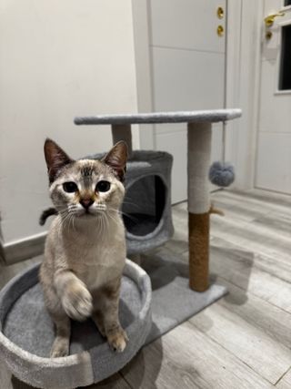 Piccola casa per gatti con letto e tiragraffi