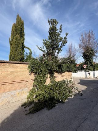 JARDINERO ESPAÑOL ALTAMENTE CUALIFICADO