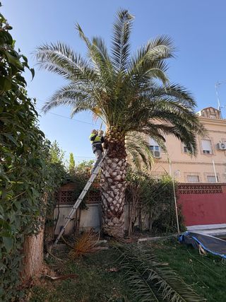 JARDINERO ESPAÑOL ALTAMENTE CUALIFICADO