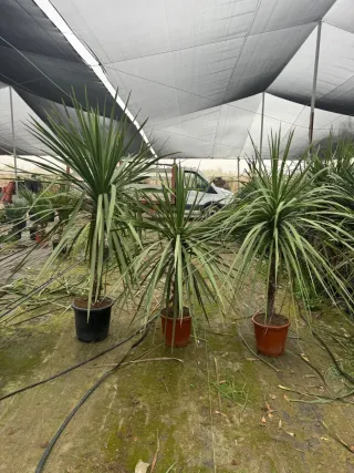 Cordyline Australis