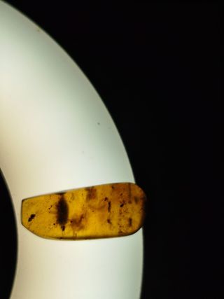 Fósil Ámbar Cretácico con escarabajo irisciencia.