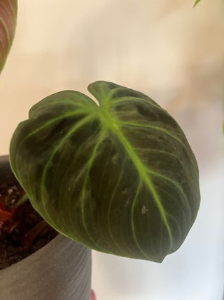 Philodendron Choco Red