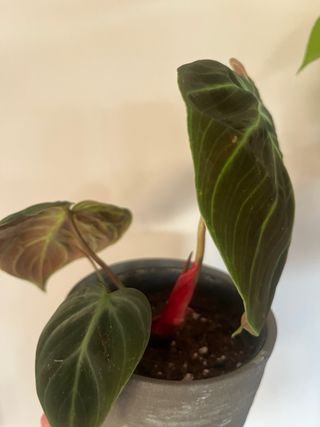 Philodendron Choco Red