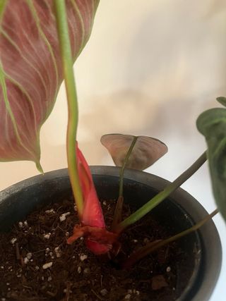 Philodendron Choco Red